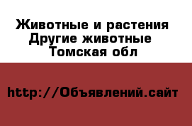 Животные и растения Другие животные. Томская обл.